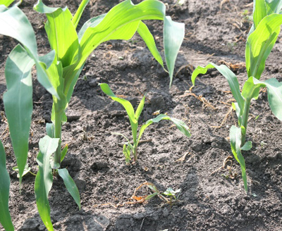 Making Corn Replant Decisions